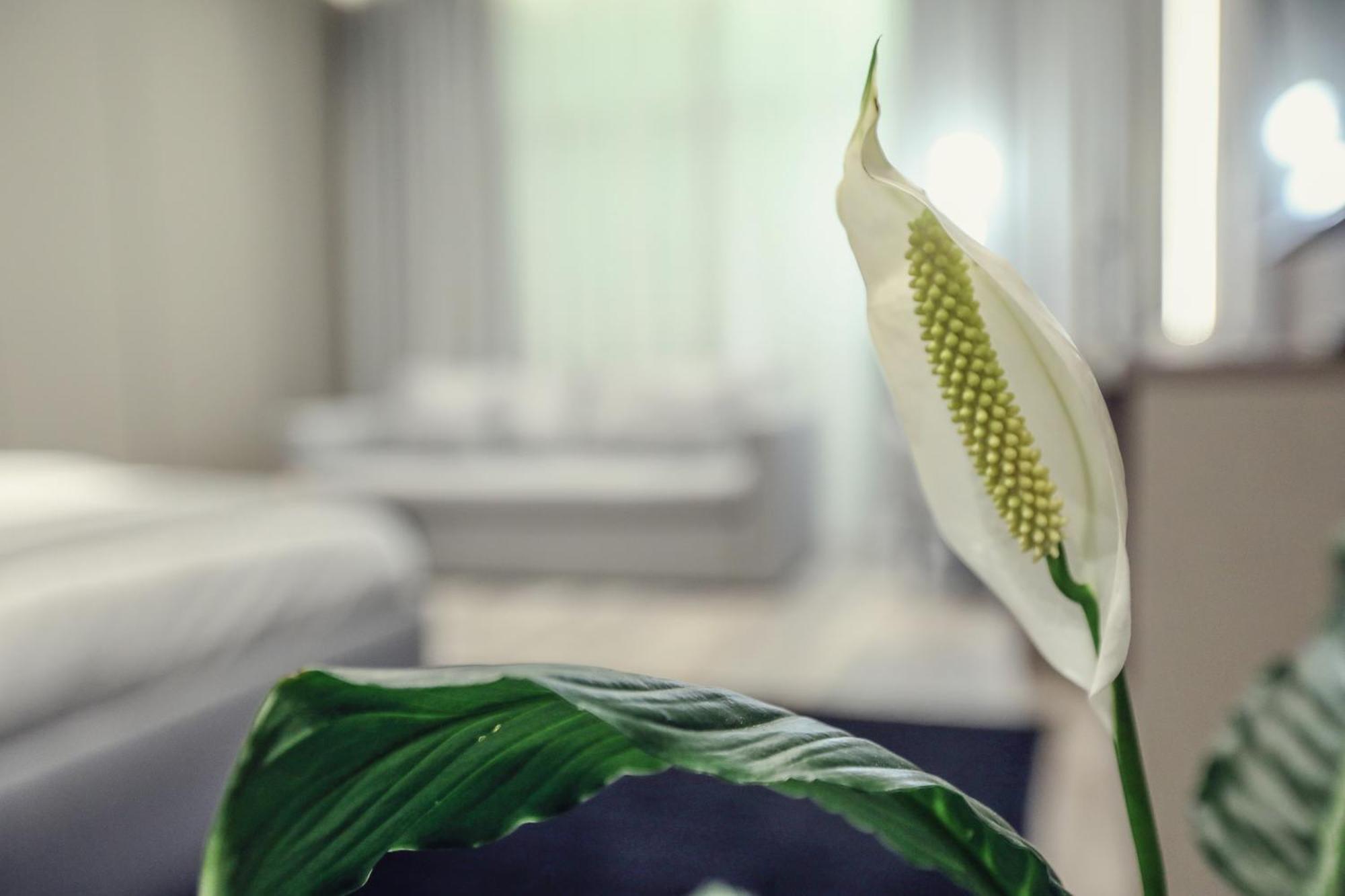 Hotel Dirista ชโคเดอร์ ภายนอก รูปภาพ